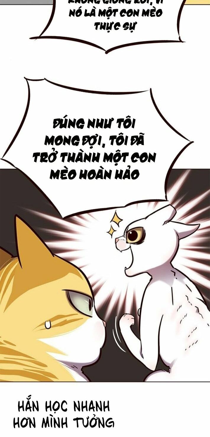 Hoá Thân Thành Mèo: Chapter 141