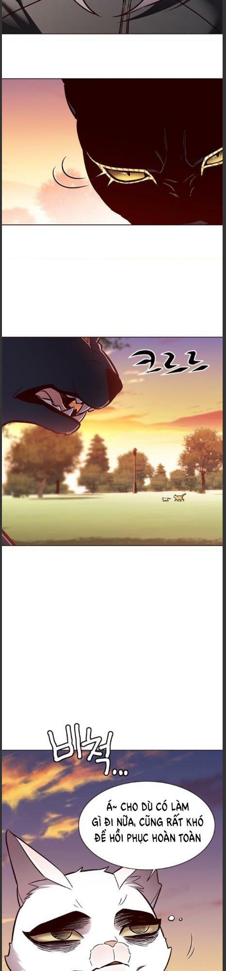 Hoá Thân Thành Mèo: Chapter 161