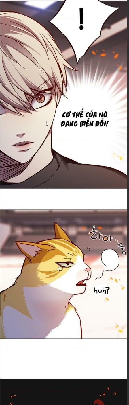 Hoá Thân Thành Mèo: Chapter 162