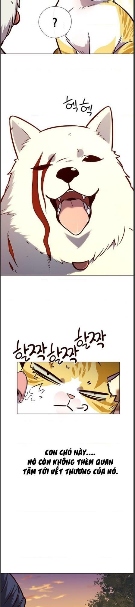 Hoá Thân Thành Mèo: Chapter 162
