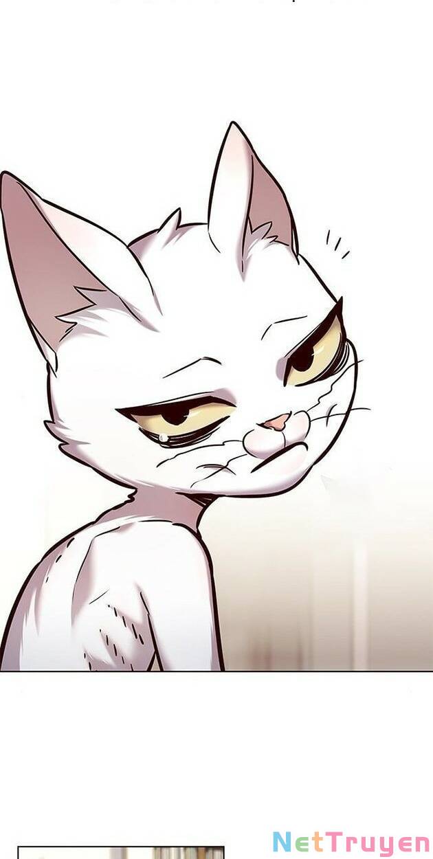 Hoá Thân Thành Mèo: Chapter 228