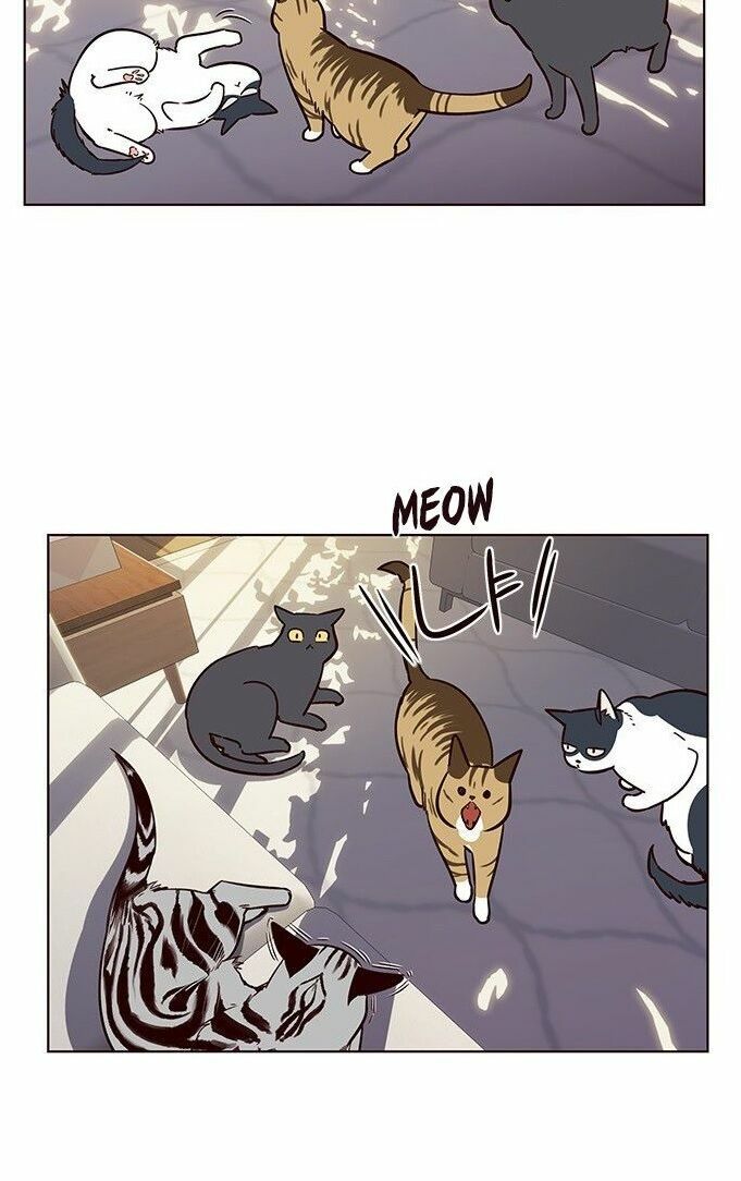 Hoá Thân Thành Mèo: Chapter 7
