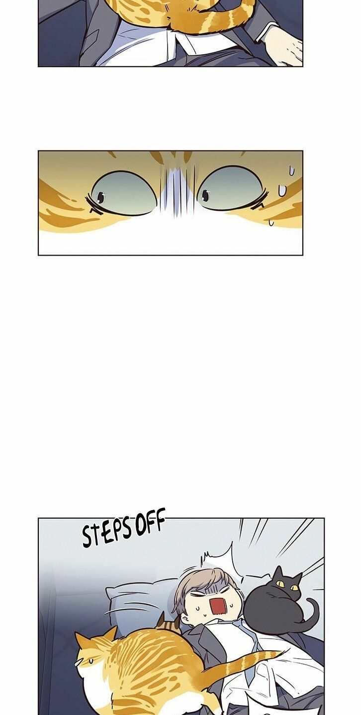 Hoá Thân Thành Mèo: Chapter 8