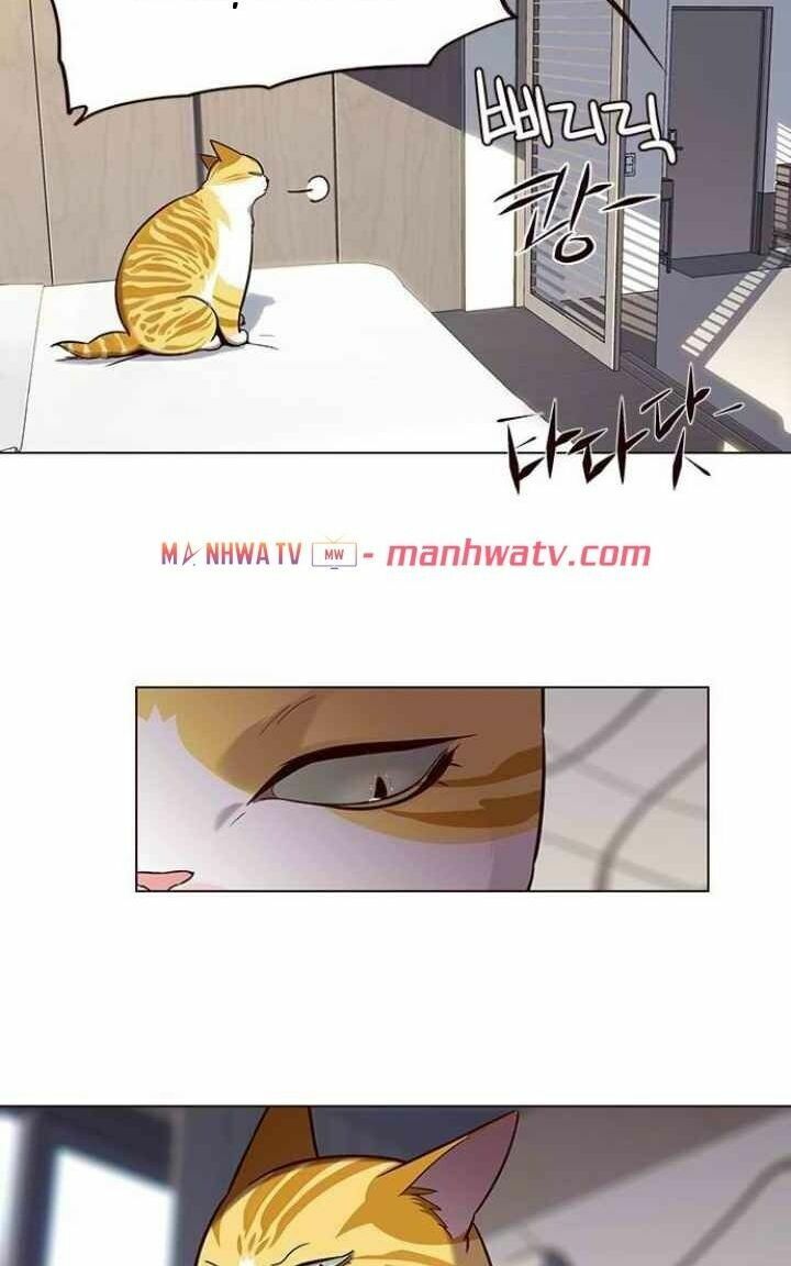 Hoá Thân Thành Mèo: Chapter 95