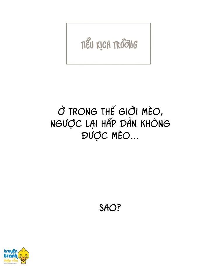 Cứu mạng ! Loài mèo thống trị thế giới rồi !: Chapter 13
