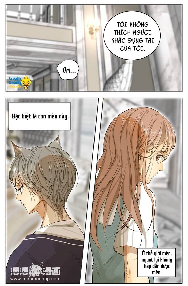 Cứu mạng ! Loài mèo thống trị thế giới rồi !: Chapter 13