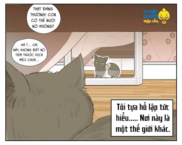 Cứu mạng ! Loài mèo thống trị thế giới rồi !: Chapter 24