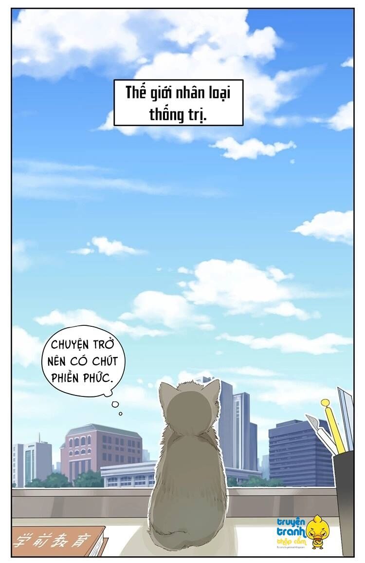 Cứu mạng ! Loài mèo thống trị thế giới rồi !: Chapter 24