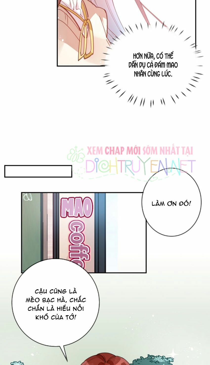 Em là bạc hà mèo của tôi: Chapter 20